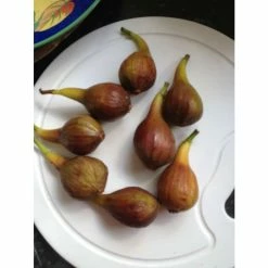 5ft 'Brogiotto Nero' Half Standard Fig Tree | 10L Pot -Ornamental Trees Shop TR0384 add image 4 d08d