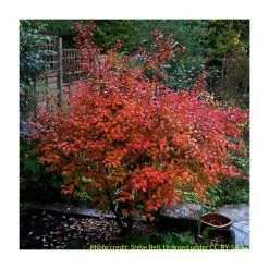 Prunus 'Kojo No Mai' | Cherry Blossom Tree -Ornamental Trees Shop TR0387 add image 4 f35b