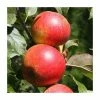 4ft 'Christmas Pippin' Patio Dessert Apple Tree | M27 Dwarfing Rootstock | 11.5L Pot | By Frank P Matthews™ -Ornamental Trees Shop TR040711 5L main image 08a5
