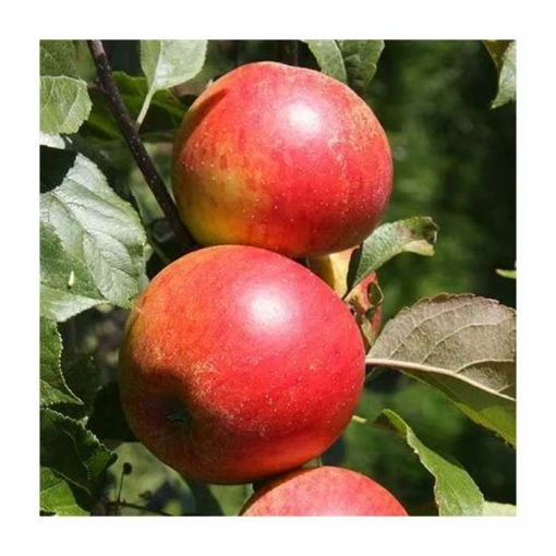 4ft 'Christmas Pippin' Patio Dessert Apple Tree | M27 Dwarfing Rootstock | 11.5L Pot | By Frank P Matthews™ 5 4ft 'Christmas Pippin' Patio Dessert Apple Tree | M27 Dwarfing Rootstock | 11.5L Pot | By Frank P Matthews™ -Ornamental Trees Shop TR040711 5L main image 08a5
