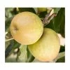 4ft 'Herefordshire Russet® Patio Dessert Apple Tree | M27 Dwarfing Rootstock | 11.5L Pot | By Frank P Matthews™ 1 4ft 'Herefordshire Russet® Patio Dessert Apple Tree | M27 Dwarfing Rootstock | 11.5L Pot | By Frank P Matthews™ -Ornamental Trees Shop TR040911 5L main image c161
