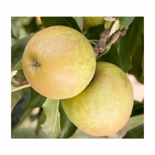 4ft 'Herefordshire Russet® Patio Dessert Apple Tree | M27 Dwarfing Rootstock | 11.5L Pot | By Frank P Matthews™ 4 4ft 'Herefordshire Russet® Patio Dessert Apple Tree | M27 Dwarfing Rootstock | 11.5L Pot | By Frank P Matthews™ -Ornamental Trees Shop TR040911 5L main image c161