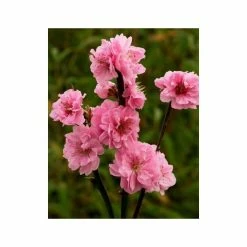 Prunus persica Taoflora Pink | Pink Flowering Peach Tree | 10L Pot | 120-150cm 9 Prunus persica Taoflora Pink | Pink Flowering Peach Tree | 10L Pot | 120-150cm -Ornamental Trees Shop TR0487 add image 1 ad9b