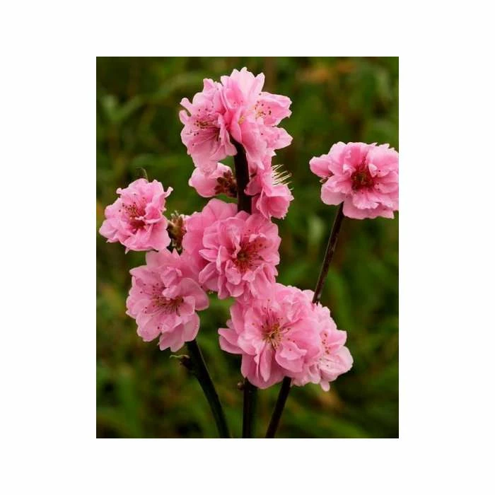 Prunus persica Taoflora Pink | Pink Flowering Peach Tree | 10L Pot | 120-150cm 5 Prunus persica Taoflora Pink | Pink Flowering Peach Tree | 10L Pot | 120-150cm - Image 3