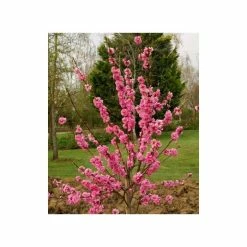 Prunus persica Taoflora Pink | Pink Flowering Peach Tree | 10L Pot | 120-150cm 10 Prunus persica Taoflora Pink | Pink Flowering Peach Tree | 10L Pot | 120-150cm -Ornamental Trees Shop TR0487 add image 2 f355