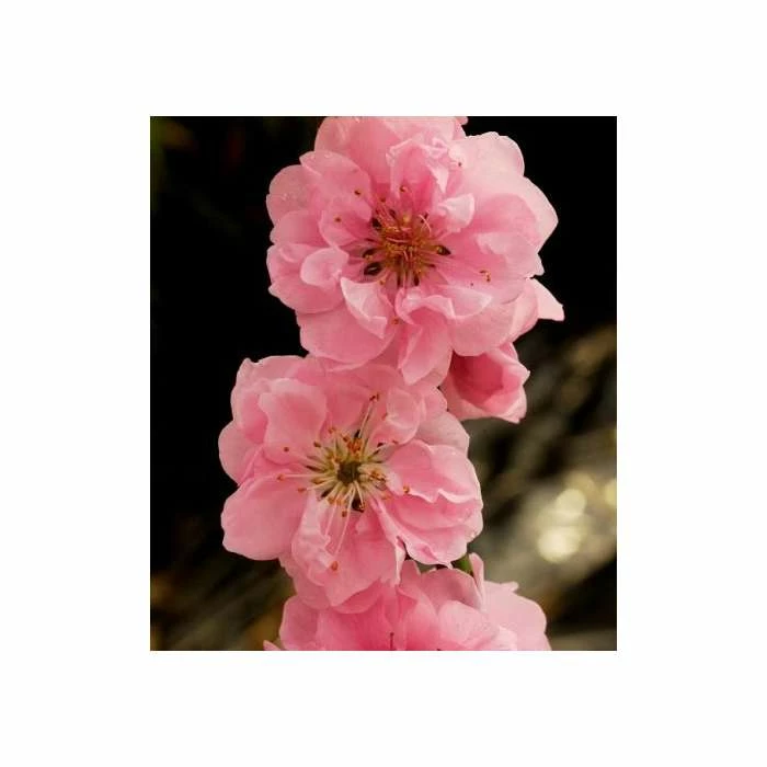 Prunus persica Taoflora Pink | Pink Flowering Peach Tree | 10L Pot | 120-150cm 7 Prunus persica Taoflora Pink | Pink Flowering Peach Tree | 10L Pot | 120-150cm - Image 5