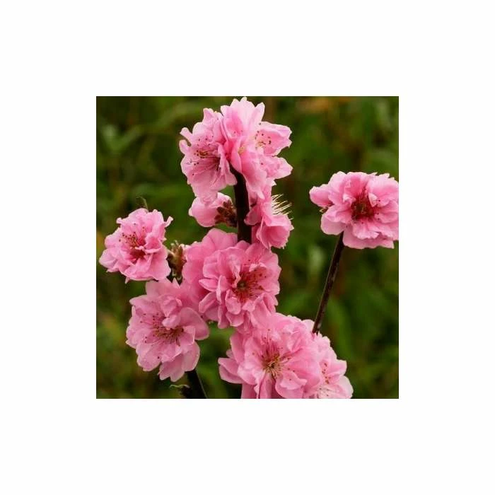 Prunus persica Taoflora Pink | Pink Flowering Peach Tree | 10L Pot | 120-150cm 3 Prunus persica Taoflora Pink | Pink Flowering Peach Tree | 10L Pot | 120-150cm