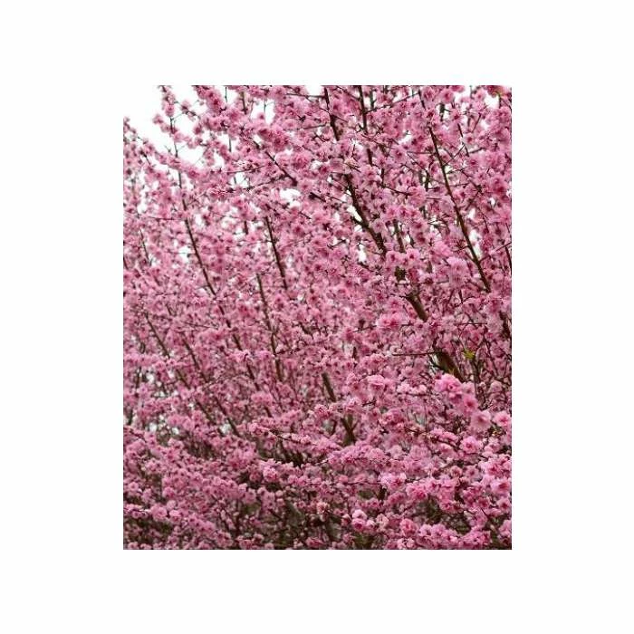 Prunus persica Taoflora Pink | Pink Flowering Peach Tree | 10L Pot | 120-150cm 4 Prunus persica Taoflora Pink | Pink Flowering Peach Tree | 10L Pot | 120-150cm - Image 2