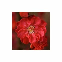 Prunus persica taoflora Red | Red Flowering Peach Tree | 10L Pot | 120-150cm 8 Prunus persica taoflora Red | Red Flowering Peach Tree | 10L Pot | 120-150cm -Ornamental Trees Shop TR0488 add image 1 5a30