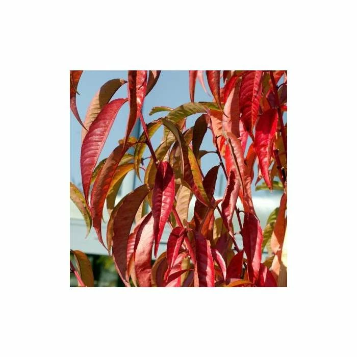 Prunus persica taoflora Red | Red Flowering Peach Tree | 10L Pot | 120-150cm 6 Prunus persica taoflora Red | Red Flowering Peach Tree | 10L Pot | 120-150cm - Image 4