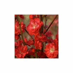 Prunus persica taoflora Red | Red Flowering Peach Tree | 10L Pot | 120-150cm 7 Prunus persica taoflora Red | Red Flowering Peach Tree | 10L Pot | 120-150cm -Ornamental Trees Shop TR0488 rollover image 2e7b