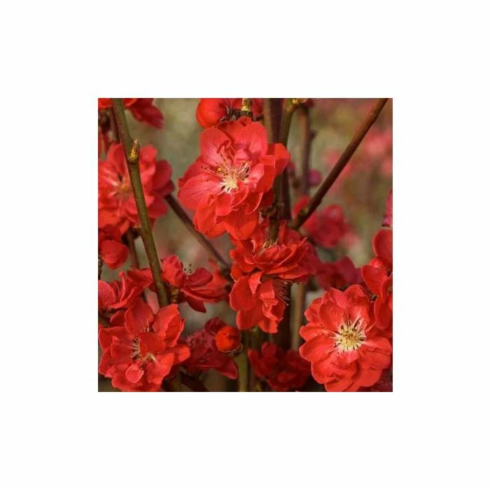 Prunus persica taoflora Red | Red Flowering Peach Tree | 10L Pot | 120-150cm 4 Prunus persica taoflora Red | Red Flowering Peach Tree | 10L Pot | 120-150cm - Image 2