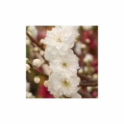 Prunus persica taoflora White | White Flowering Peach Tree | 10L Pot | 120-150cm 7 Prunus persica taoflora White | White Flowering Peach Tree | 10L Pot | 120-150cm -Ornamental Trees Shop TR0489 add image 1 1042