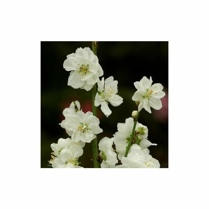 Prunus persica taoflora White | White Flowering Peach Tree | 10L Pot | 120-150cm 4 Prunus persica taoflora White | White Flowering Peach Tree | 10L Pot | 120-150cm - Image 2