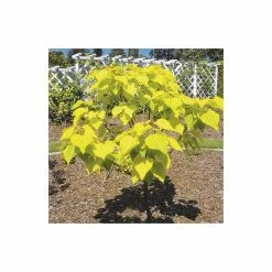 Catalpa bignonioides 'Aurea | Golden Indian Bean Tree | 9L Pot | 120-150cm -Ornamental Trees Shop TR0494 add image 1 95f8