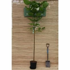 Catalpa bignonioides 'Aurea | Golden Indian Bean Tree | 9L Pot | 120-150cm -Ornamental Trees Shop TR0494 add image 2 14f2