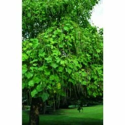 Catalpa bignonioides 'Aurea | Golden Indian Bean Tree | 9L Pot | 120-150cm -Ornamental Trees Shop TR0494 add image 3 b0b9