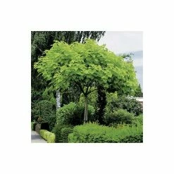 Catalpa bignonioides 'Aurea | Golden Indian Bean Tree | 9L Pot | 120-150cm -Ornamental Trees Shop TR0494 add image 4 06bc