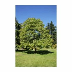 Catalpa bignonioides 'Aurea | Golden Indian Bean Tree | 9L Pot | 120-150cm -Ornamental Trees Shop TR0494 add image 5 8535