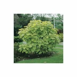 Catalpa bignonioides 'Aurea | Golden Indian Bean Tree | 9L Pot | 120-150cm -Ornamental Trees Shop TR0494 add image 6 45da