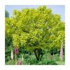 Catalpa bignonioides 'Aurea | Golden Indian Bean Tree | 9L Pot | 120-150cm 1 Catalpa bignonioides 'Aurea | Golden Indian Bean Tree | 9L Pot | 120-150cm -Ornamental Trees Shop TR0494 main image 5d71
