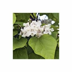 Catalpa bignonioides 'Aurea | Golden Indian Bean Tree | 9L Pot | 120-150cm -Ornamental Trees Shop TR0494 rollover image d643