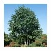 Katsura Tree | Cercidiphyllum Japonicum 2 Katsura Tree | Cercidiphyllum Japonicum -Ornamental Trees Shop TR0495 main image 0802