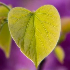 Cercis siliquastrum | Judas Tree -Ornamental Trees Shop TR0496 add image 1 4689