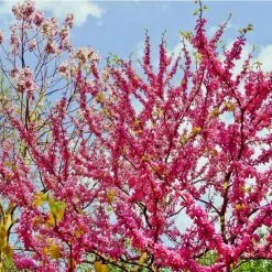 Cercis siliquastrum | Judas Tree -Ornamental Trees Shop TR0496 add image 2 ac1b