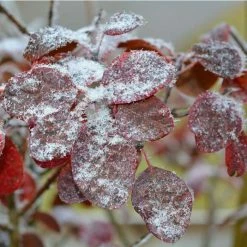 Cercis siliquastrum | Judas Tree -Ornamental Trees Shop TR0496 add image 3 28b1