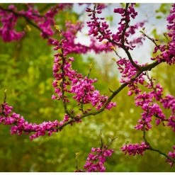 Cercis siliquastrum | Judas Tree -Ornamental Trees Shop TR0496 add image 4 b99d
