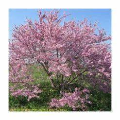 Cercis siliquastrum | Judas Tree -Ornamental Trees Shop TR0496 add image 5 29af