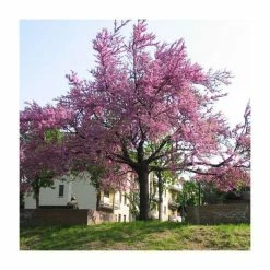 Cercis siliquastrum | Judas Tree -Ornamental Trees Shop TR0496 add image 6 32eb
