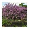 Cercis siliquastrum | Judas Tree -Ornamental Trees Shop TR0496 main image 3e20