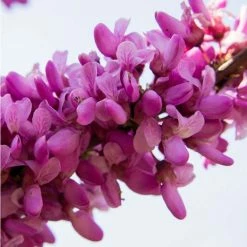 Cercis siliquastrum | Judas Tree -Ornamental Trees Shop TR0496 rollover image d1bc