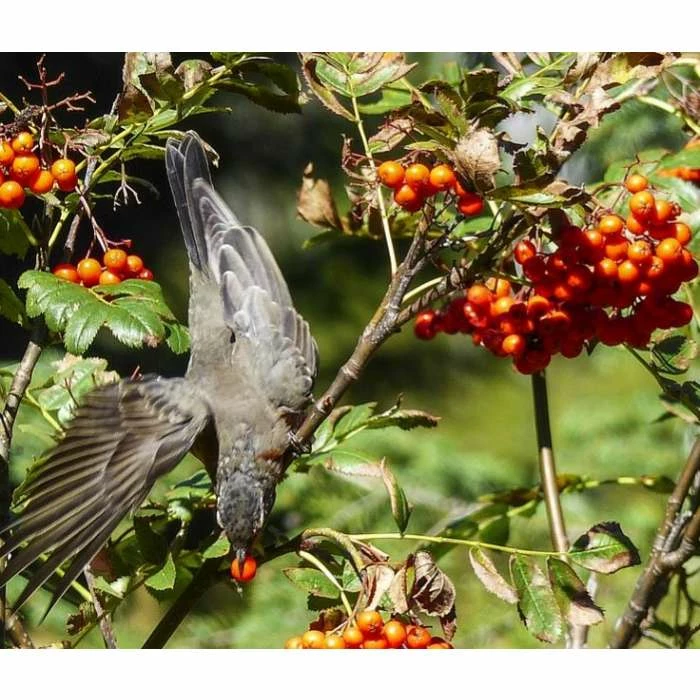 Sorbus 'Apricot Queen' | Rowan Tree | Bare Root | 120-150cm 4 Sorbus 'Apricot Queen' | Rowan Tree | Bare Root | 120-150cm - Image 2