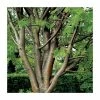 Sorbus aucuparia 'Beissneri' | Rowan Tree | Bare Root | 120-150cm 1 Sorbus aucuparia 'Beissneri' | Rowan Tree | Bare Root | 120-150cm -Ornamental Trees Shop TR0501 main image d42f