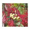 Sorbus discolor | Rowan Tree 1 Sorbus discolor | Rowan Tree -Ornamental Trees Shop TR0504 main image a2f7