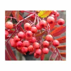 Sorbus 'Eastern Promise' | Rowan Tree | 12L Pot | 150-180cm | By Frank P Matthews