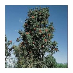 Sorbus × thuringiaca 'Fastigiata' | Bare Root | 120-150cm -Ornamental Trees Shop TR0506 add image 1 4172