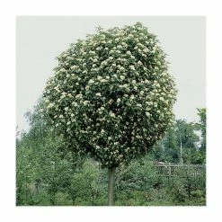 Sorbus × thuringiaca 'Fastigiata' | Bare Root | 120-150cm -Ornamental Trees Shop TR0506 add image 2 ed73