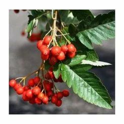 Sorbus × thuringiaca 'Fastigiata' | Bare Root | 120-150cm -Ornamental Trees Shop TR0506 add image 3 759e