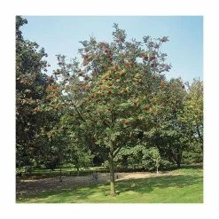Sorbus aucuparia | Mountain Ash Rowan Tree | 12L | 150-180cm | By Frank P Matthews 9 Sorbus aucuparia | Mountain Ash Rowan Tree | 12L | 150-180cm | By Frank P Matthews -Ornamental Trees Shop TR050712L add image 1 2843