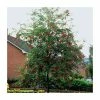 Sorbus aucuparia | Mountain Ash Rowan Tree | 12L | 150-180cm | By Frank P Matthews -Ornamental Trees Shop TR050712L main image d21a
