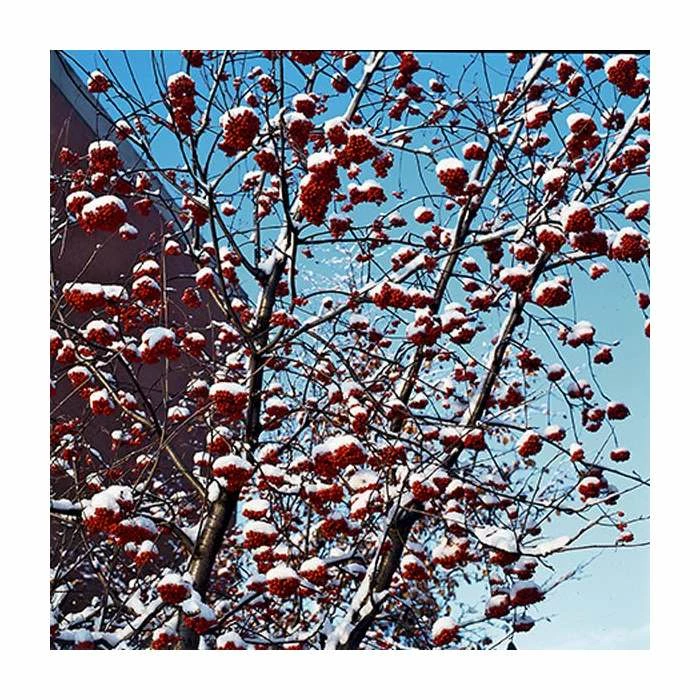 Sorbus aucuparia | Mountain Ash Rowan Tree | 12L | 150-180cm | By Frank P Matthews 4 Sorbus aucuparia | Mountain Ash Rowan Tree | 12L | 150-180cm | By Frank P Matthews - Image 2