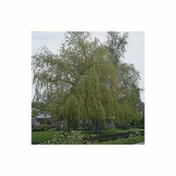 Salix x sepulcralis 'Chrysocoma' | Willow Tree -Ornamental Trees Shop TR06259L add image 1 a0c0
