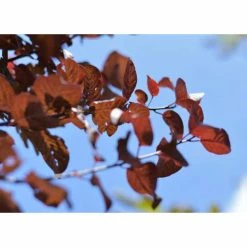 Prunus cerasifera 'Pissardii' | Cherry Blossom Tree 10 Prunus cerasifera 'Pissardii' | Cherry Blossom Tree -Ornamental Trees Shop TR062710L add image 2 c1b8