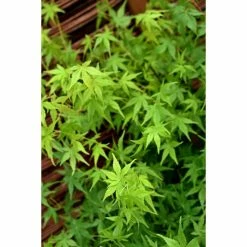 Acer palmatum | Japanese Maple Tree -Ornamental Trees Shop TR07003L add image 1 9642