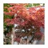 Acer palmatum | Japanese Maple Tree -Ornamental Trees Shop TR07003L main image e4bc