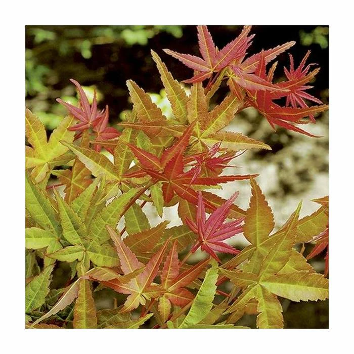 Acer palmatum 'Beni-maiko' | Japanese Maple Tree | 1L Pot 5 Acer palmatum 'Beni-maiko' | Japanese Maple Tree | 1L Pot - Image 3